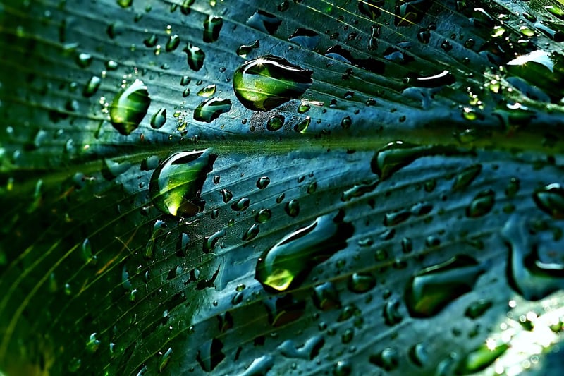 Rain Barrel System